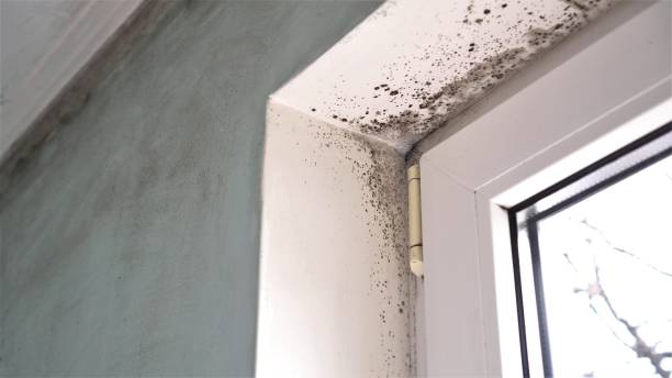 Best Commercial Mold Removal  in Embreeville, TN