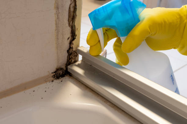 Reliable Embreeville, TN Mold Removal Solutions